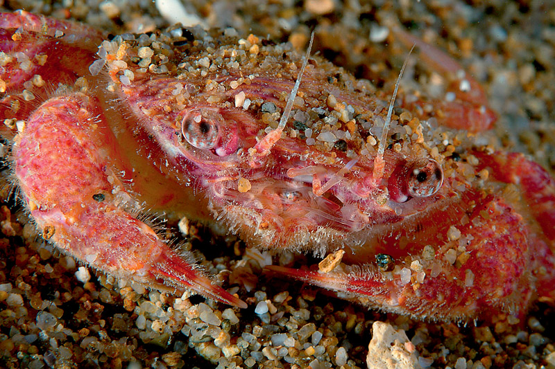 Liocarcinus corrugatus